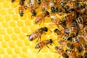 A "dühös" méhek jobb minőségű mérget termelnek
