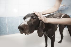 Kutyaterapeuták segítik át a nehézségeken a gyerekeket
